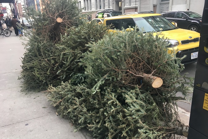 ニューヨーク クリスマス モミの木